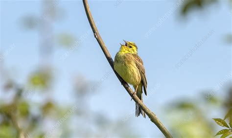 Male yellowhammer - Stock Image - C051/2293 - Science Photo Library