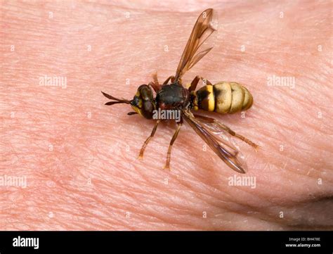 Spinnenwespe wespe Fotos und Bildmaterial in hoher Auflösung Alamy