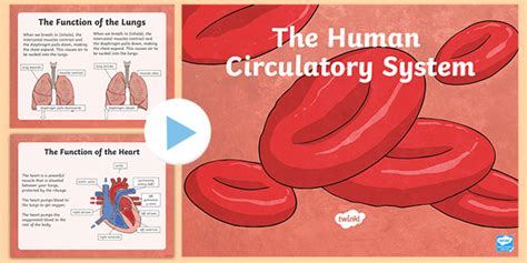 Circulatory System Activities Twinkl Homework Help