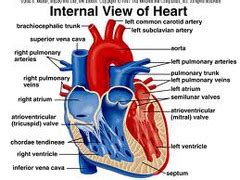 Cardiovasclar System The Heart Flashcards Quizlet