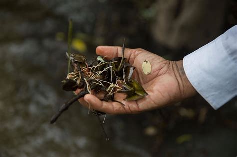 Why Myanmar Jailed Mangrove Activists Jstor Daily