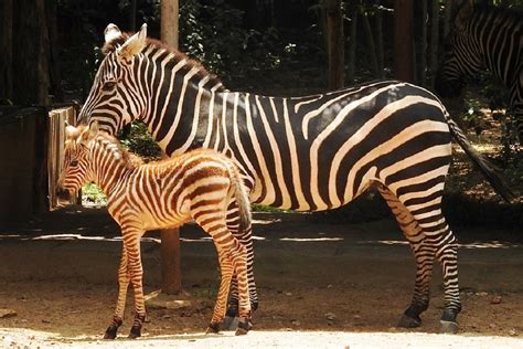 Female Zebra Foal Becomes Mysuru Zoos Newest Resident The Statesman