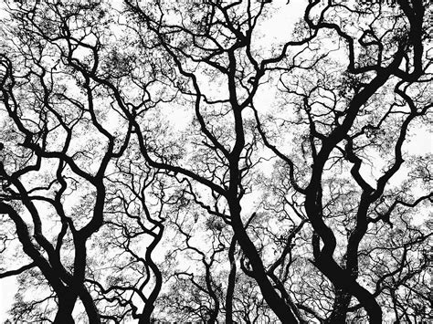 Branching Out Bw Photograph By Jennie Hodges Fine Art America