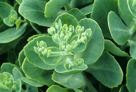 Showy Stonecrop Sedum Spectabile Photograph By Sally Mccrae Kuyper