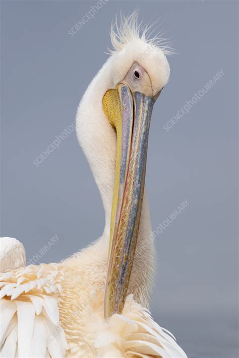 Great White Pelican Stock Image C0586765 Science Photo Library