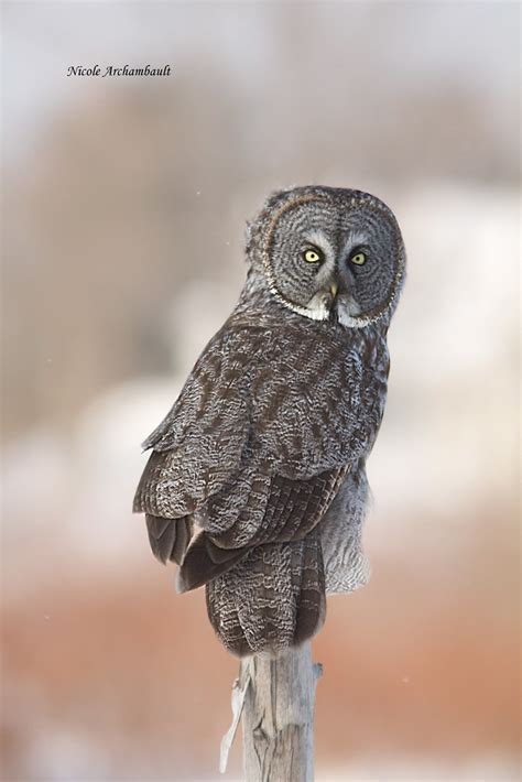 Chouette lapone Great Gray Owl Québec 2014 02 20 Nicole