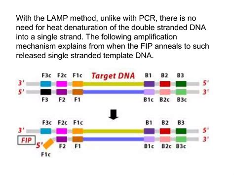 Loop Mediated Isothermal Amplification Ppt