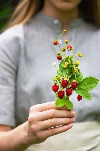 Buqu De Morangos Silvestres Frescos Frutas Vermelhas E Verdes