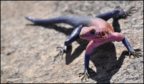 Lagarto De Fuego Fotografia Realizada En El Parque Naciona Flickr