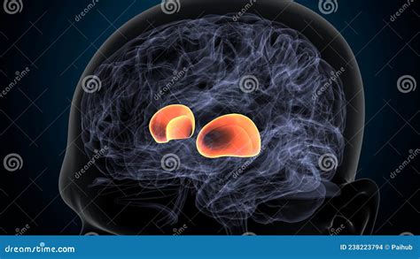 3d Illustration Of Human Brain Putamen Anatomy . Royalty-Free Stock Image | CartoonDealer.com ...