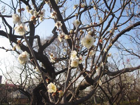 Grassman's Tokyo Walk: Setagaya Ume Festival @Umegaoka：Feb. 26, 2011