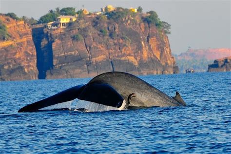 Whales And Dolphins Watching Tours Trincomalee All You Need To Know