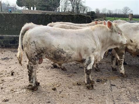 Charolais bulls for sale in Co. Kilkenny for €1 on DoneDeal