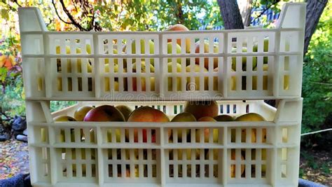 Two Boxes With Apples Front View Harvest Of Fresh Apples Stock Image