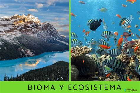 Cu L Es La Diferencia Entre Un Ecosistema Y Un Agro Ecosistema