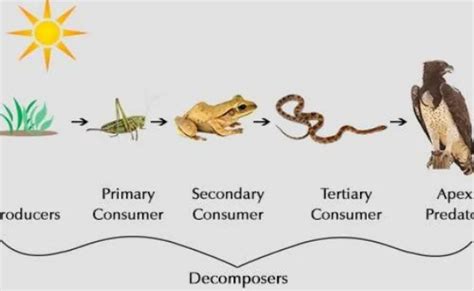 Food Chain Food Web Producers Carnivores Omnivores Decomposers Detrit ...