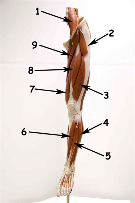 Lower Limb Anterior View Diagram Quizlet