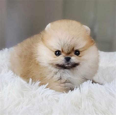 Pomeranian, WELL TRAINED TEACUP POMERANIAN PUPPY, Dogs, for Sale, Price