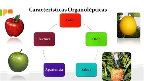 Organol Pticas O Que Retoedu