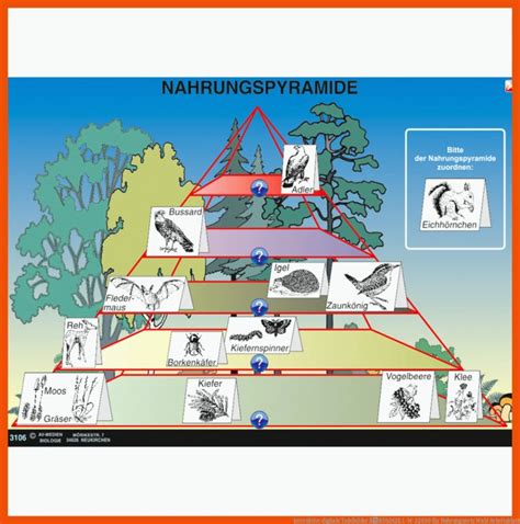 Nahrungsnetz Wald Arbeitsblatt Allgemeine Arbeitsblätter