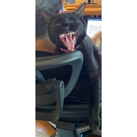 Vampire kitten : r/vampirecats