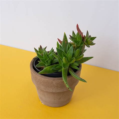 Suculentas Crassula Capitella Campfire La Tienda Del Cactus