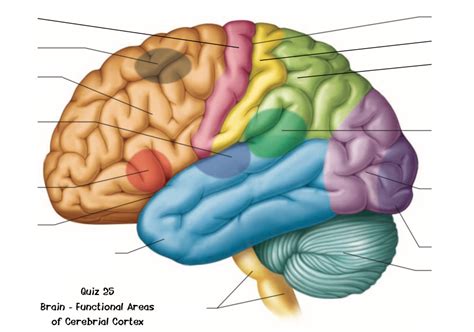 B210 Quiz 25 Brain Functional Areas Of Cerebral Cortex Diagram