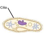 Do Animal Cells Have Cilia: How, Why And Detailed Facts – Lambda Geeks