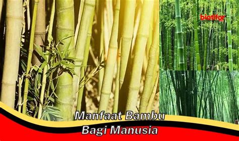 Ungkap Manfaat Bambu Yang Jarang Diketahui Wajib Diketahui Biotifor