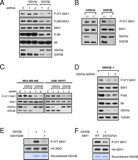 Glycogen Synthase Kinase Gsk 3 Promotes P70 Ribosomal Protein S6