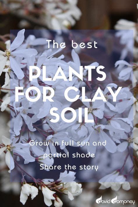 The Best Plants For Clay That You Can Grow In Full Sun And Partial