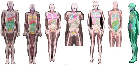 Voxel Phantoms From Left To Right Icrp Reference Male Icrp Download Scientific Diagram