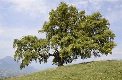 Nous Voulons Que Les Arbres Remarquables Soient Reconnus Comme Un