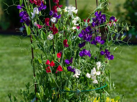 Growing Container Sweet Peas Genesis Centre