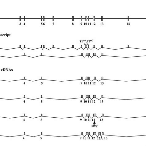 Novel TREX2-containing transcripts. The genomic sequence (solid line ...
