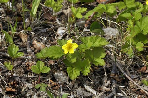 Waldsteinia maximovicziana - Изображение особи - Плантариум