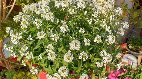 How To Grow And Care Alyssum Plant Sweet Alyssum Care And