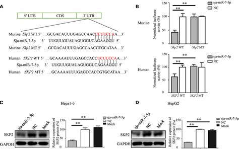 SKP2 Encoding S Phase Kinase Associated Protein 2 Is A Direct Target