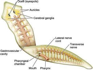 Planarian – Biology, Classification, Characteristics, and Regeneration