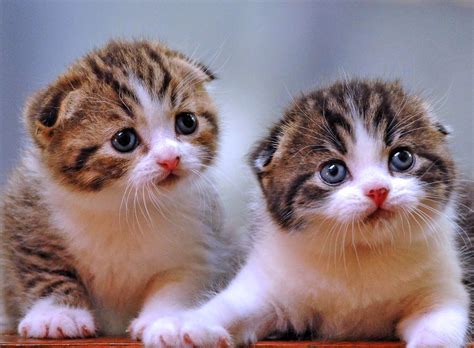 771 Wallpaper Kucing Yang Lucu Dan Imut Images And Pictures Myweb