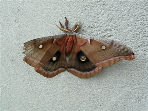 Shoreacres Big Year Polyphemus Moth