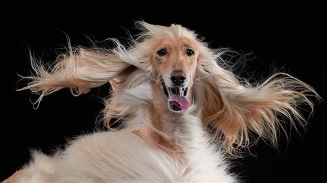 11 Afghan Hound Wallpapers - Wallpaperboat