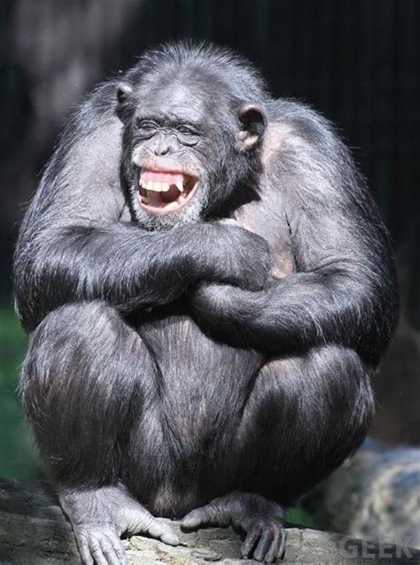 30 Amazing Pictures Showing Animals Different Emotions | Laughing animals, Animals, Smiling animals