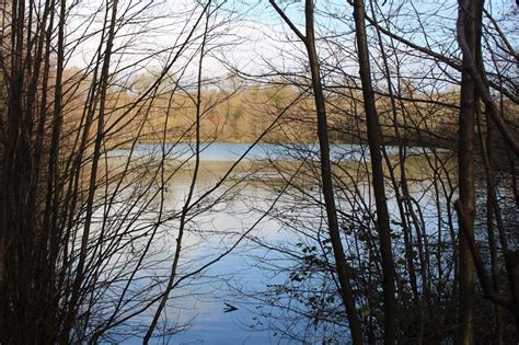 Free Images Tree Water Nature Forest Grass Branch Snow Winter