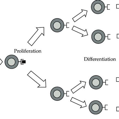 The Process For The Fuzzy Clustering Algorithm Based Clonal Selection