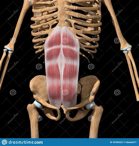 Muscles Humains De Abdominis Rectus Sur Le Squelette Illustration Stock