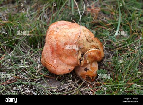 Saffron Milkcap Lactarius Deliciosus Is An Edible Mushroom That Grows