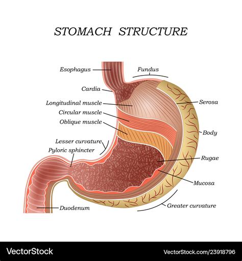 The Structure Of The Human Stomach Royalty Free Vector Image