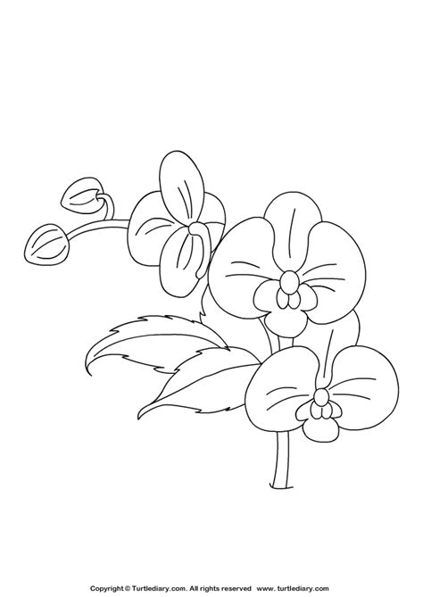 Orchid Coloring Page