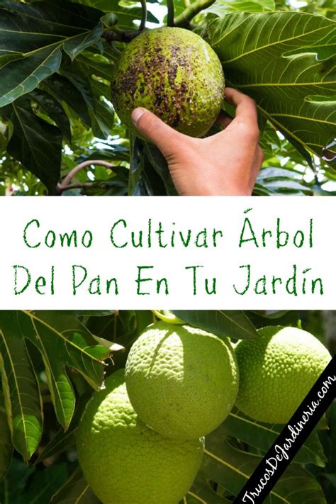 Como Cultivar Árbol Del Pan Trucos De Jardineria